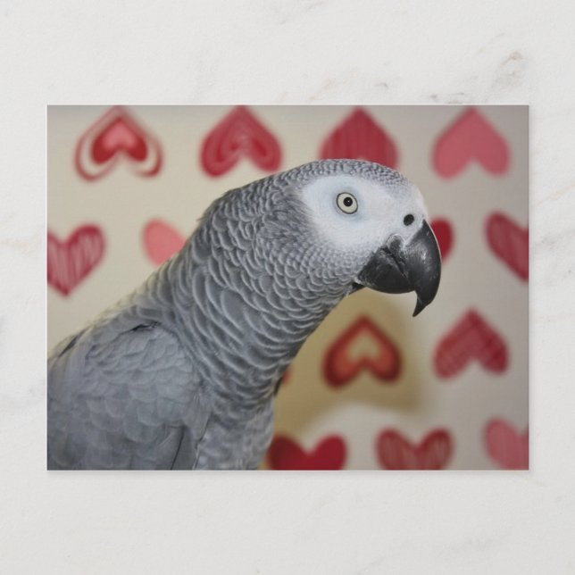 Valentine's Day African Grey Parrot Holiday Postcard (Front)