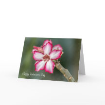 Valentine's Day Card - Desert Rose