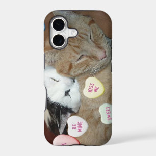 Valentine's Day Cats