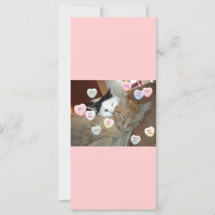 Valentine's Day Kittens