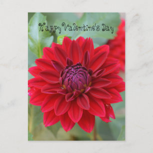 Valentine's Day postcard with red dahlia
