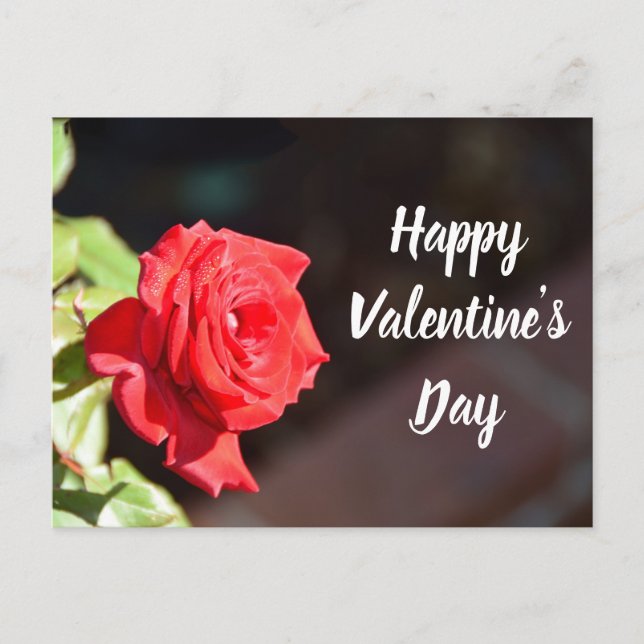 Valentine's Day rose postcard (Front)