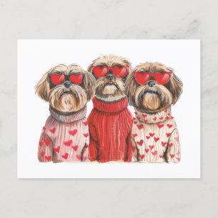 Valentines Day Shih Tzu Dogs Postcard