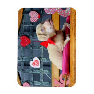 Valentine's Day TuckerWearsGoggles Magnets