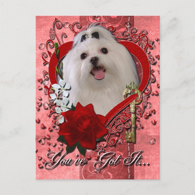 Valentines - Key to My Heart - Maltese Holiday Postcard (Front)