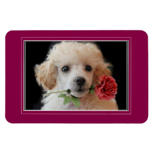 Valentine's Toy poodle puppy 4x6 photo magnet