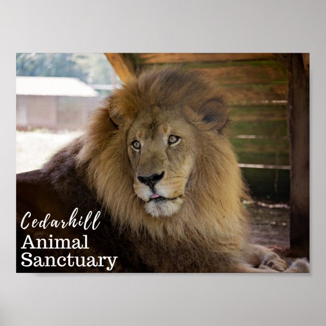 Valentino Poster (Front)