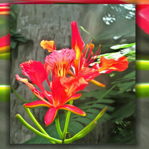 Vallarta Flaming Beauty 1583 Art Print