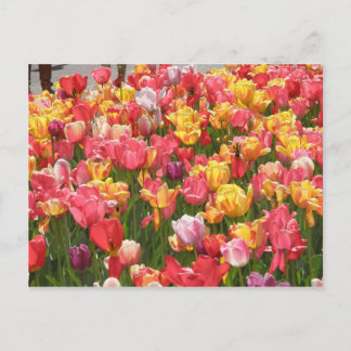 Valley of Tulips Postcard