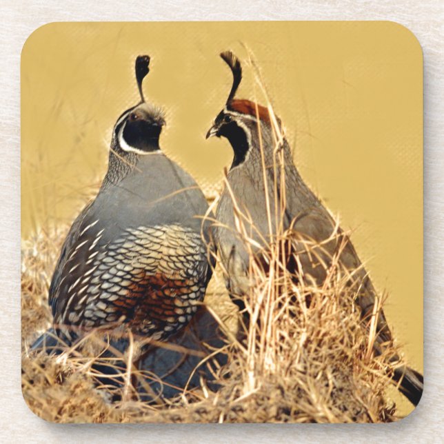 Valley Quail (California) Coaster (Front)