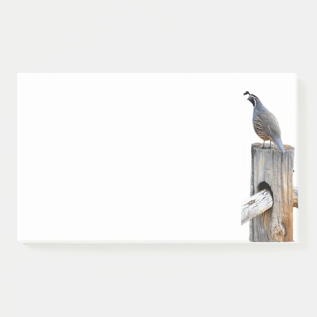 Valley Quail Photo 10x6 Notes Stationery (Front)