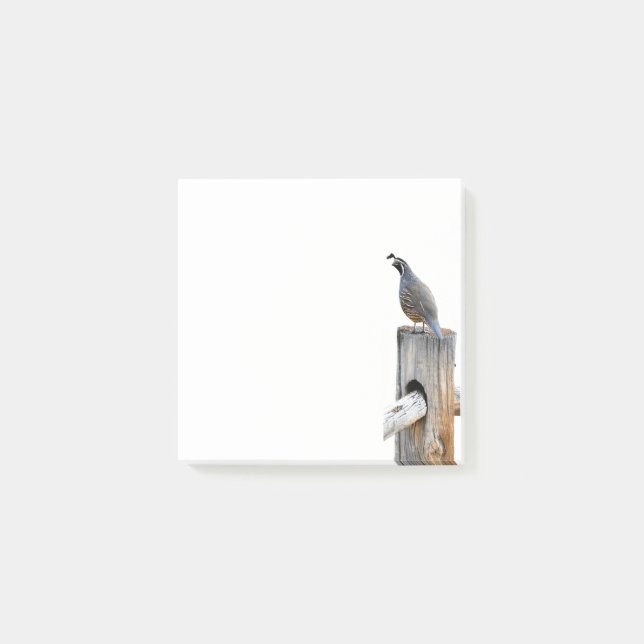 Valley Quail Photo 3x3 Post-it Notes Stationery (Front)