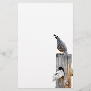 Valley Quail Photo Stationery Paper