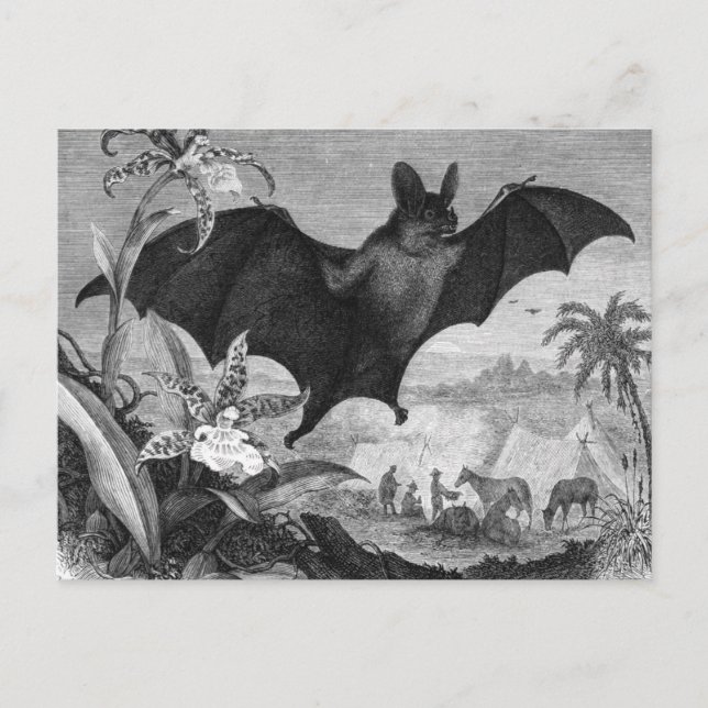 Vampire Bat Postcard (Front)
