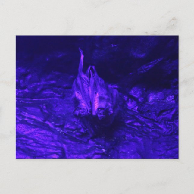 Vampire Bat Postcard (Front)