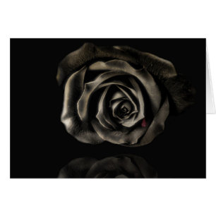 Vampire Black rose