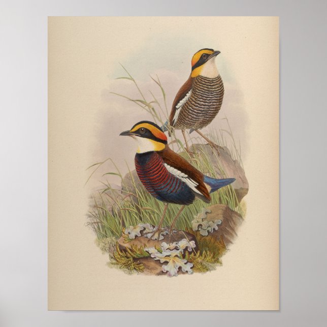 Van der Bosch's Pitta by John Gould Print (Front)