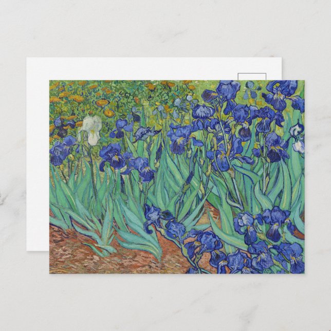 Van Gogh Classic Painting Irises Floral Botanical Postcard (Front/Back)