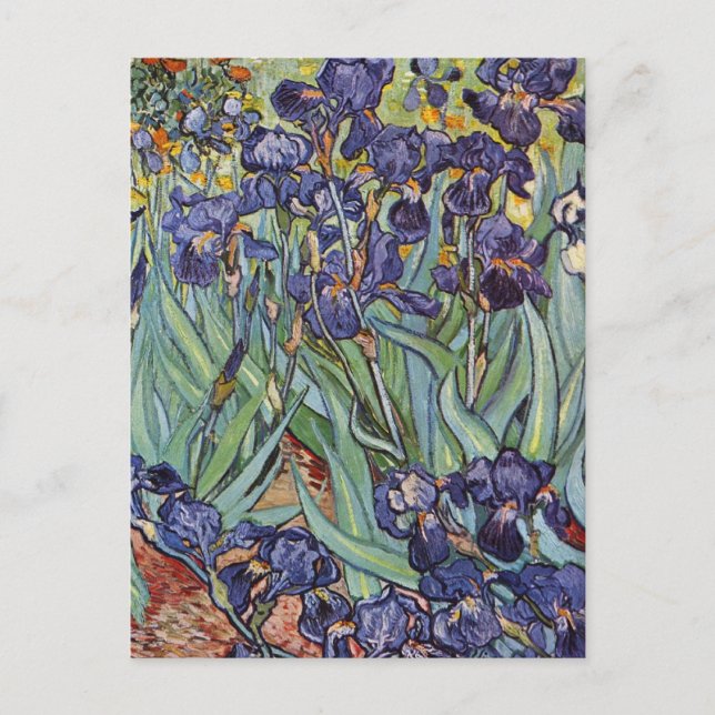 Van Gogh Irises Impressionist Painting Postcard (Front)