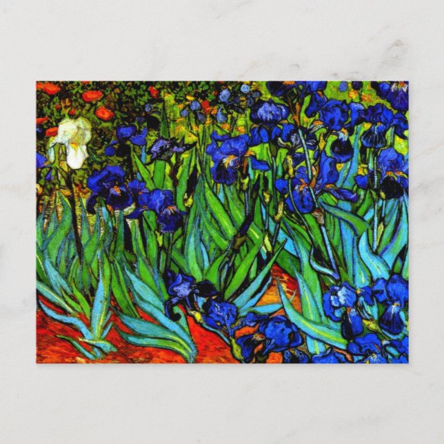Van Gogh painting, Irises, Postcard (Front)
