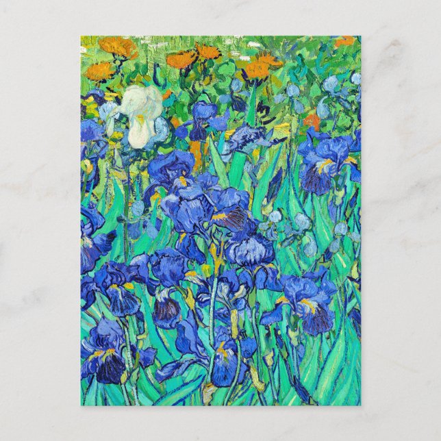 Van Gogh's Irises  Postcard (Front)