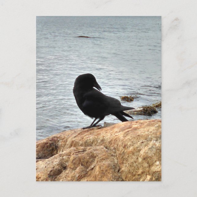 Vancouver Crow Postcard (Front)