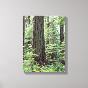 Vancouver Island, MacMillan Provincial Park 1 Canvas Print