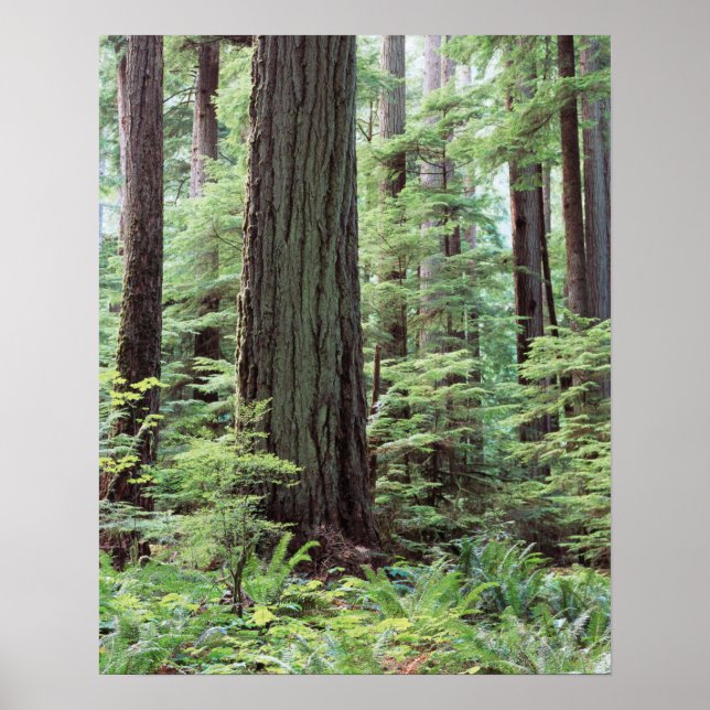 Vancouver Island, MacMillan Provincial Park 1 Poster (Front)