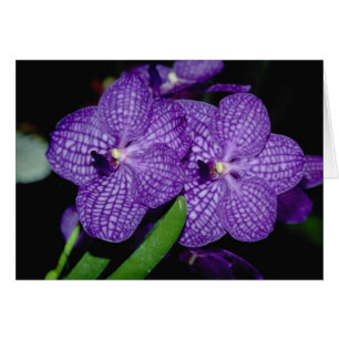 Vanda flowers