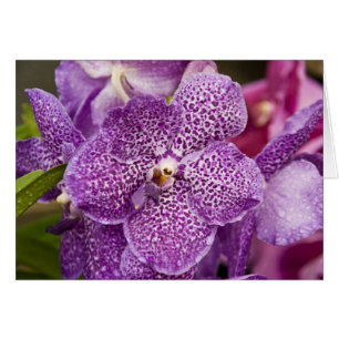 Vanda Orchid