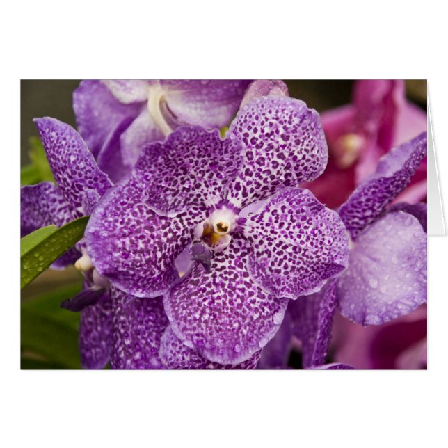 Vanda Orchid (Front Horizontal)
