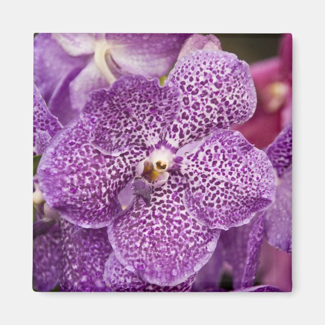 Vanda Orchid Magnet (Front)