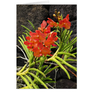 Vanda Orchids