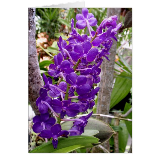 Vanda Orchids (Front)
