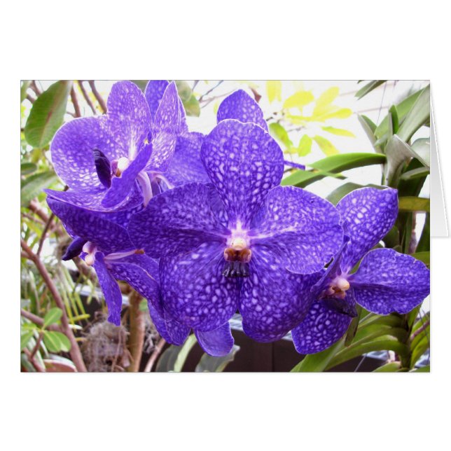 Vanda Pachara Orchid (Front Horizontal)