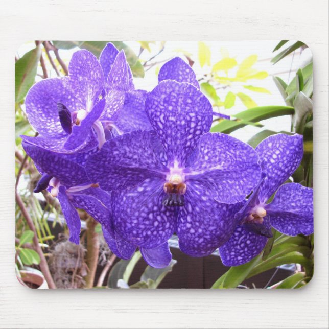 Vanda Pachara Orchid Mouse Pad (Front)