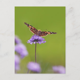 vanessa cardui - Europe, Germany, Bavaria, Postcard
