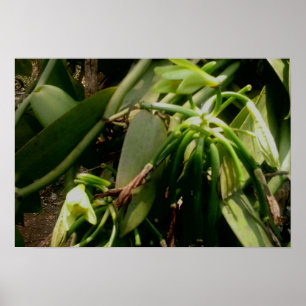 Vanilla Plant Orchids Picture Poster