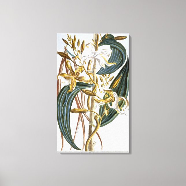 Vanilla pods, plate 65, from 'Collection Precieuse Canvas Print (Front)