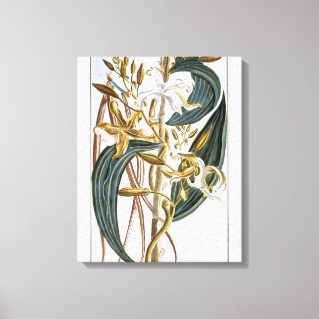 Vanilla pods, plate 65, from 'Collection Precieuse Canvas Print (Front)