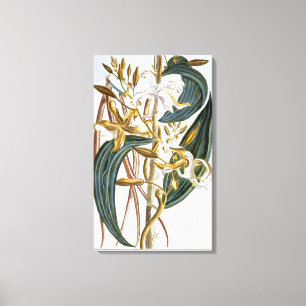 Vanilla pods, plate 65, from 'Collection Precieuse Canvas Print