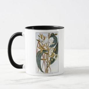 Vanilla pods, plate 65, from 'Collection Precieuse Mug