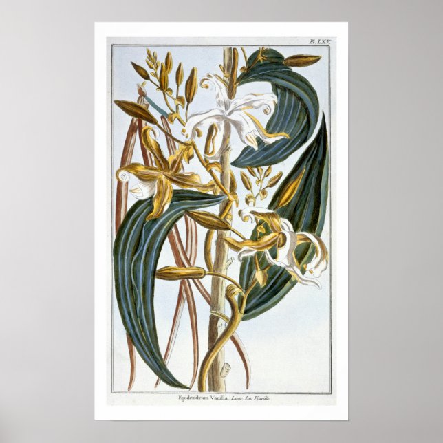 Vanilla pods, plate 65, from 'Collection Precieuse Poster (Front)