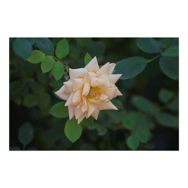 Vanilla Rose Photo Print (Front)