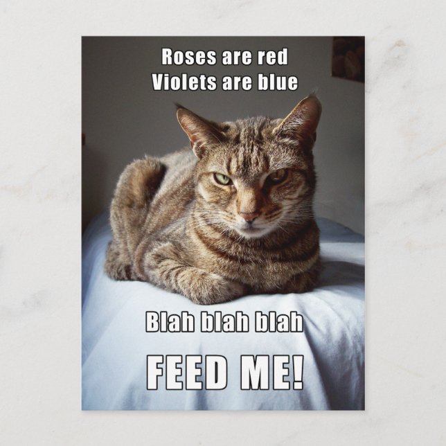 Vanlentine Cat Feed Me poem Postcard (Front)