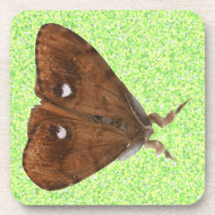 Vapourer Moth Cork Coaster