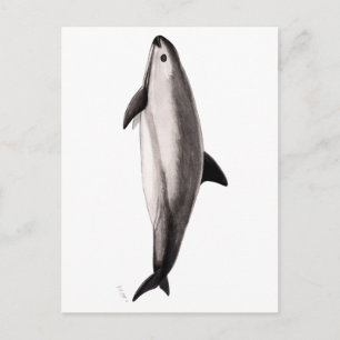 Vaquita Postcard