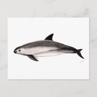 Vaquita Postcard