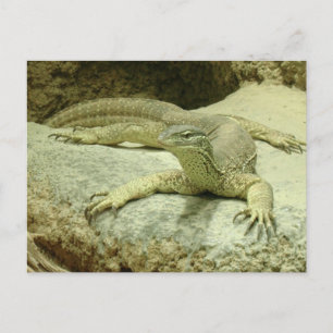 Varanus gouldii postcard