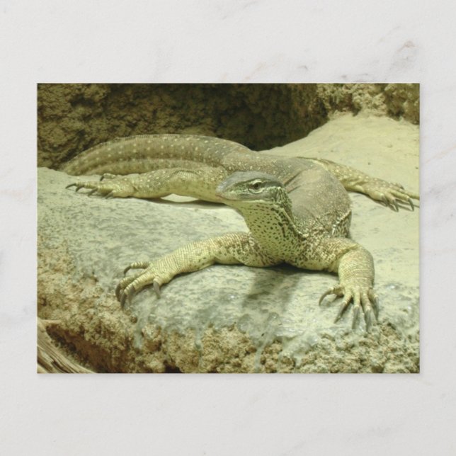 Varanus gouldii postcard (Front)